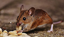 24 Hour & Emergency Exterminators in Rossville, IA